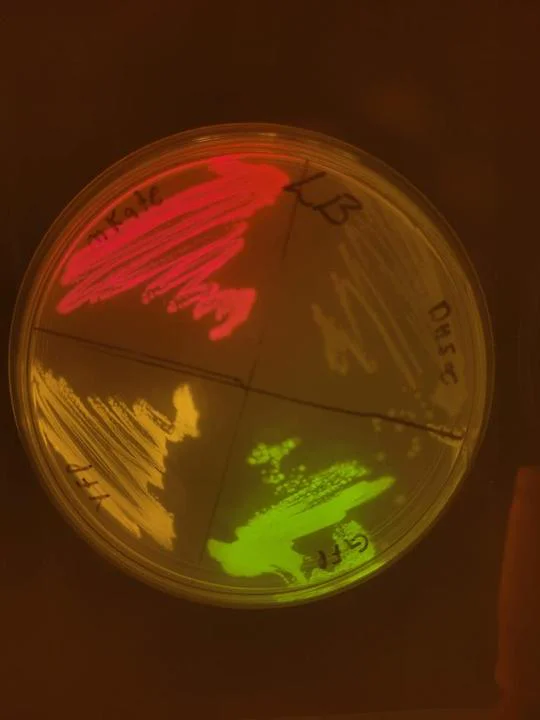Bacterias vistas al microscopio