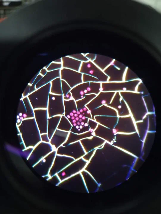 Microscopio