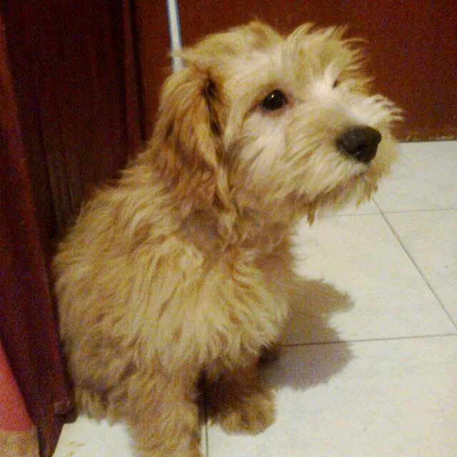 Robi de cachorro
