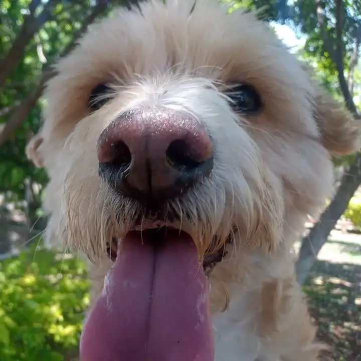 Robi — mi perro