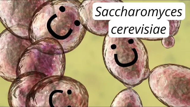 El Hongo que Revolucionó la Fermentación: Todo sobre Saccharomyces cerevisiae